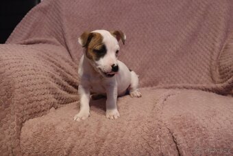 Jack Russell teriér - 5
