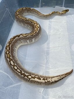 Krajta královská - DOSPĚLÝ PÁR / Každoročně odchov - 5