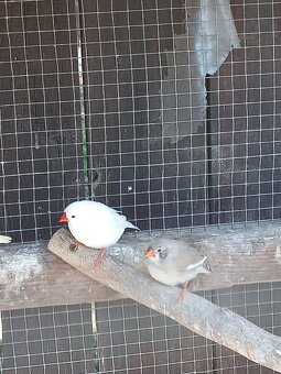 Kanáři, zebřičky - 5