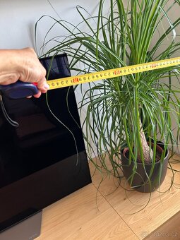 Pokojová rostlina "Sloní noha" - 5