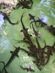 Jeseter sibiřský násada - 5