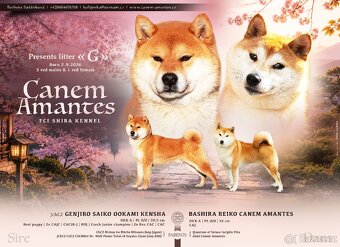 Shiba s PP FCI - 5