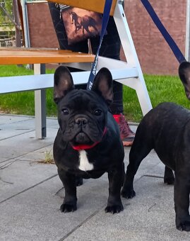 Francúzsky buldoček s PP/French bulldog - 5