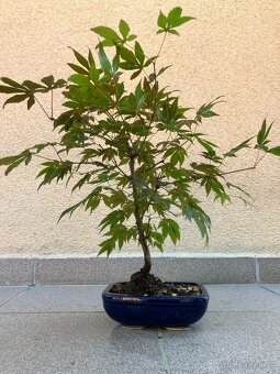 Bonsai, Bonsaj, japonský javor, skalky - 5
