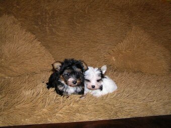 Štěňátka Biewer Yorkshire Terrier - 2 fenečky - 5