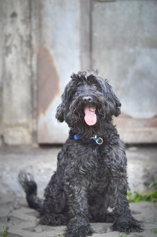 Blackie - kříženec, hodný, mazlivý, cca 4 roky - 5