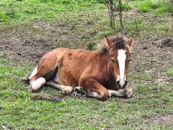 Pony B - irský cob - 5