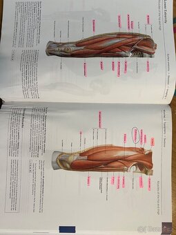 Sobotta Atlas of Human Anatomy, Sobottův anatomický atlas - 5