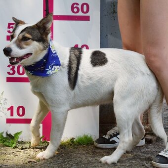 ESTA K ADOPCI - umazlená kráska, AKUTNÍ - 5