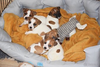 Jack Russell teriér s PP - Duffy - 5