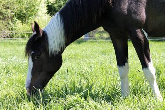 DOUBLE Homozygot Paint Horse APH - 5
