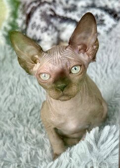 Kočička Sphynx - 5
