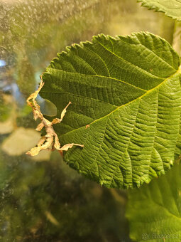 Pakobylky/strašilky-Strašilka australská-Extatosoma tiaratum - 5