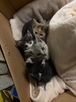 Daruji dvě krásná koťátka - 5