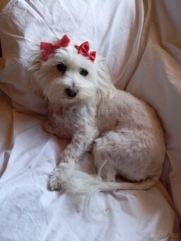 Krytí fenky Maltézský psík - 5