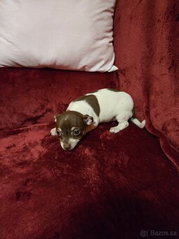 ČIVAVA KRÁTKOSRSTÁ chlapeček - 5