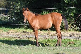 2 letá klisna Lusitano x P.r.e - 5