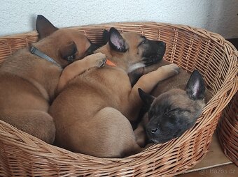 Štěňata - Belgický ovčák malinois - 5