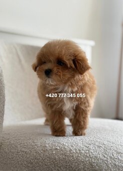 Maltipoo F1 Caramel | Lina - 5