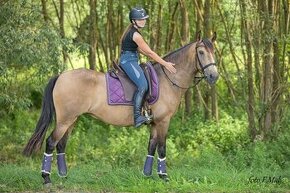 Extra Lusitano kobyla - 5