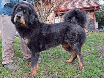 Tibetská doga štěňata s PP 2025/26 - 5