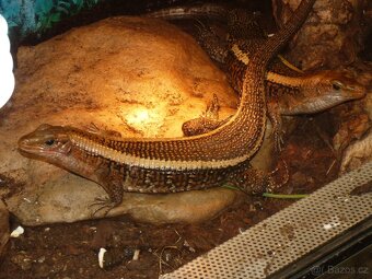 Ještěrkovec scinkovitý (Zoonosaurus laticaudatus) - 5