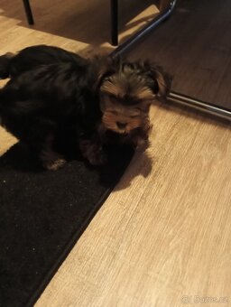 Jorkšírský teriér bez pp - 5