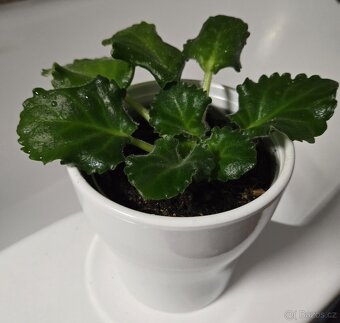 Fialka "curly" bílá - 5