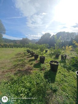 Citrusy v květináči, pomeranče, citróny, mandarinky - 5