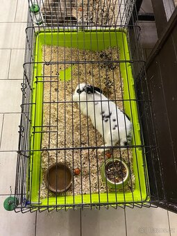 Králík zakrslý nar. 22.6.2024 - 5