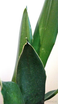 Tchýnin jazyk Sansevieria - různé druhy - 5
