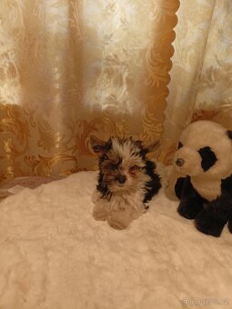 Jorkšírský teriér s PP míní - 5