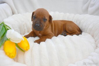 Štěně Rhodéský Ridgeback s PP - 5