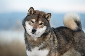SHIBA štěňata k rezervaci - 5