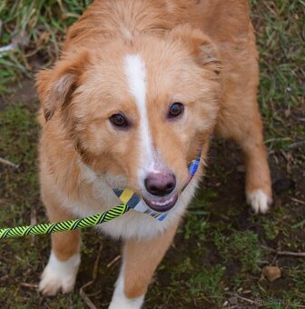 GOLDY K ADOPCI - HRAVÉ, POSEDNÉ, MILÉ ŠTĚNĚ - - 5