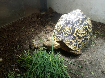 Želva pardálí ( stigmochelys pardalis babcocki ) - 5
