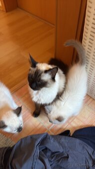 Ragdoll koťátka BEZ PP– 2 kocourci a 2 kočičky - 5