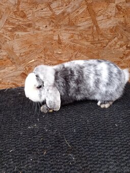 Zakrslý beran rhönský - 5