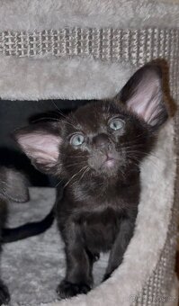 Orientální koťe Perseus Marbleficent s PP - 5