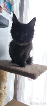 Mainská mývalí kočička s PP - 5