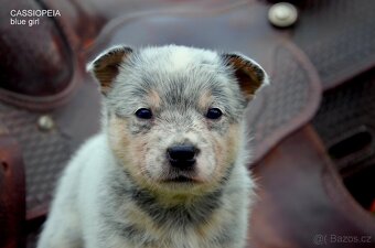 Austrálsky honacky pes ACD CATTLE DOG - 5