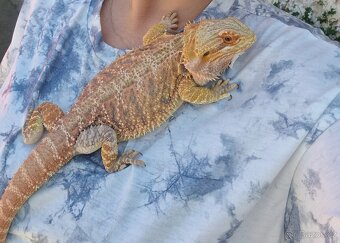 Prodám terárium - 5