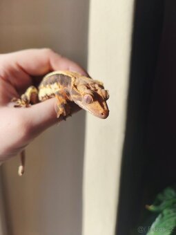 Pagekon řasnatý 0.1 LW - 5