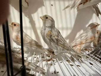 Prodám červené melaninové kanáry - 5