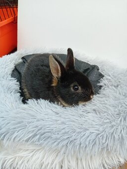 Zakrslý králíček Ch1 - 5