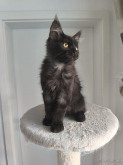 Mainská mývalí s pp - 5