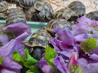 Suchozemské želvy + rozvoz a terária - 5
