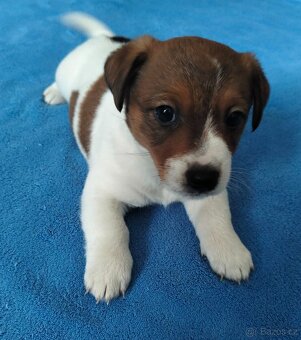 Jack Russel teriér - 5