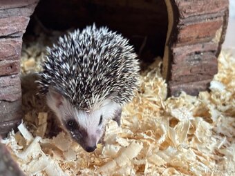 Ježek bělobřichý - 5