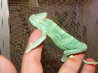 Chameleon jemenský (Chamaeleo calyptratus) - 5